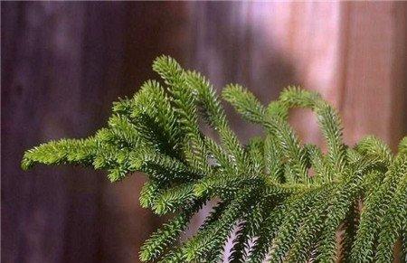 图片南洋杉 图片南洋杉