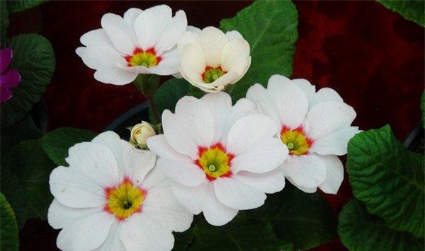 报春花的繁殖方法