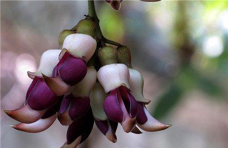 禾雀花 禾雀花