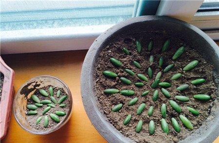虹之玉叶插图