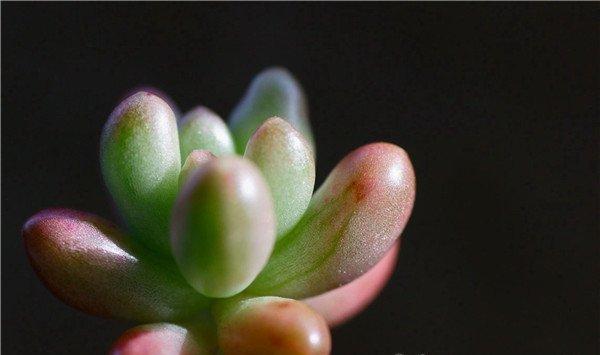 虹之玉的繁殖方法大全