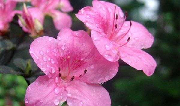 茶花杜鹃养不好，多半是你的土不行