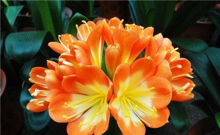 君子兰的花期施肥 君子兰的花期施肥