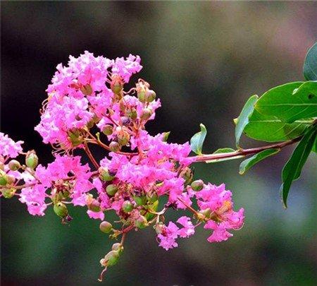 紫薇花施肥