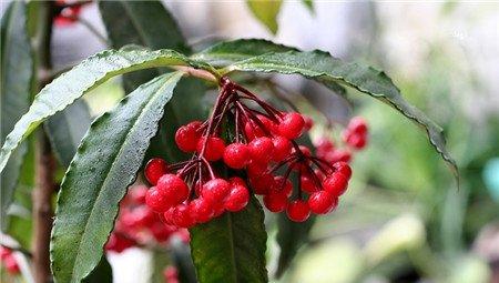 朱砂根的秋季养护方法 朱砂根的秋季养护方法