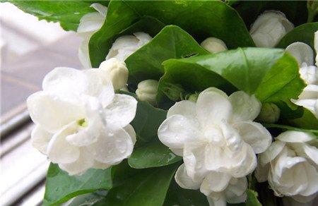 茉莉花冬季修剪 茉莉花冬季修剪