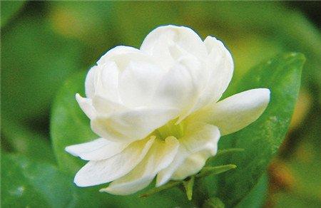 茉莉花冬季防冻 茉莉花冬季防冻