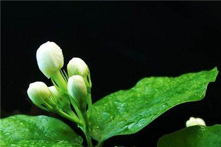 茉莉花冬季浇水 茉莉花冬季浇水