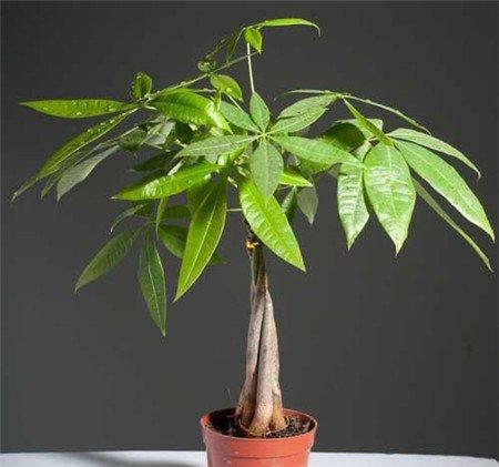 发财树的换盆注意事项 发财树的换盆注意事项