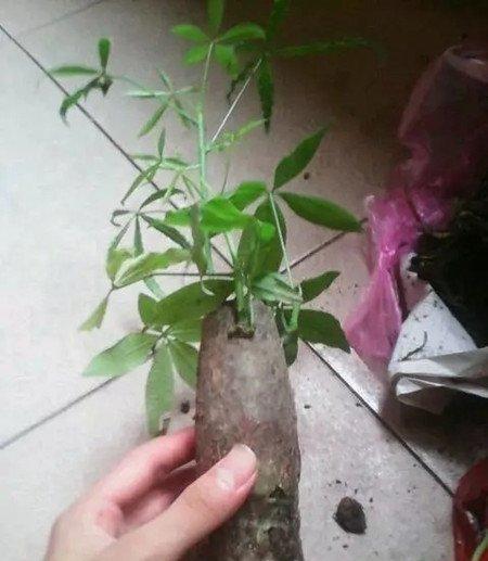 发财树换盆的方法 发财树换盆的方法
