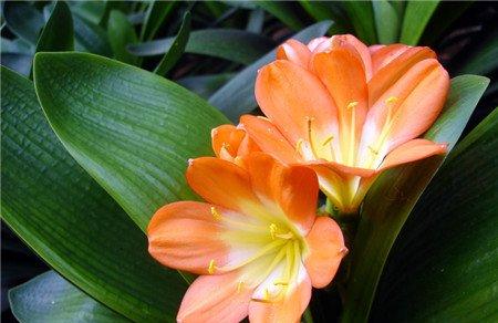春秋季节及时换盆