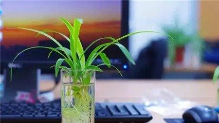 春秋季节换盆换土