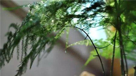 养好根系