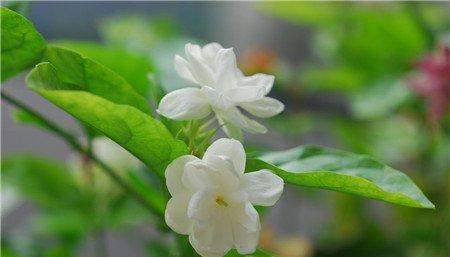 茉莉花的夏季养护——修剪 茉莉花的夏季养护——修剪