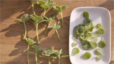 插穗 插穗