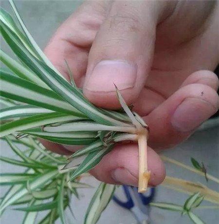 小植株 小植株