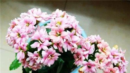 促进接穗成活 促进接穗成活