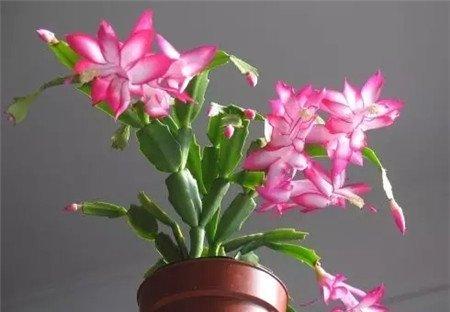 能保花果 能保花果