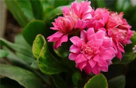 促进花芽分化