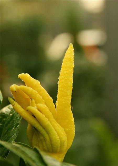 佛手的开花期养护 佛手的开花期养护