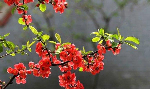 贴梗海棠繁殖方法大全