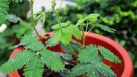 含羞草