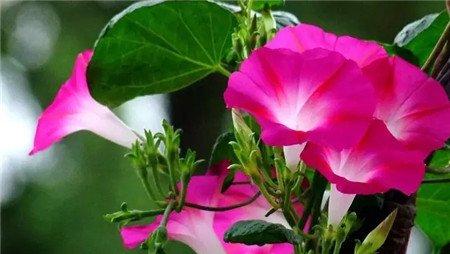 牵牛花