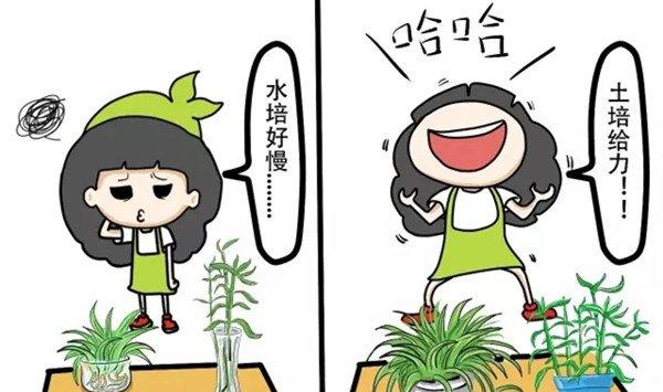 水培的吊兰富贵竹，转为土培之后长疯了