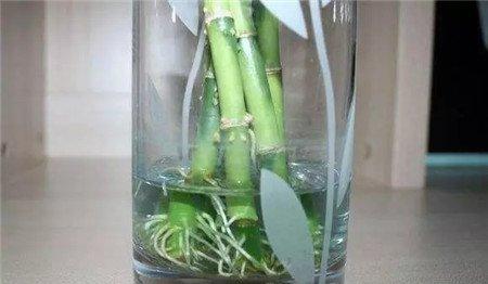水培一段时间