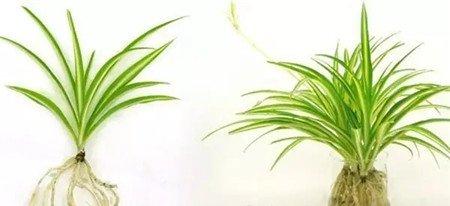 吊兰水培转土培步骤