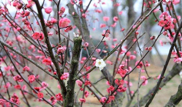 怎么让一株梅花开出两种颜色