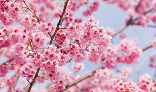 樱花开花后怎么养护