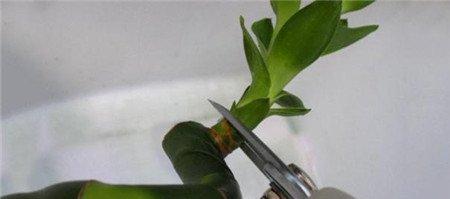 富贵竹的小芽 富贵竹的小芽