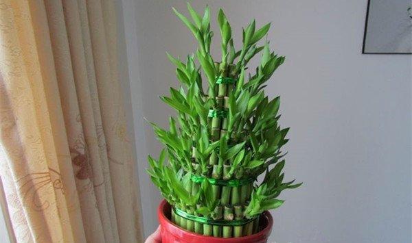 富贵竹的修剪方法
