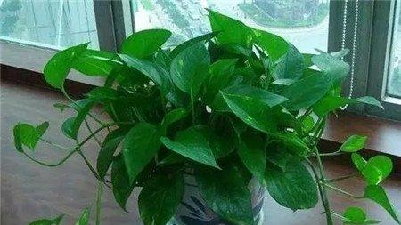 用啤酒兑水来浇花盆 用啤酒兑水来浇花盆