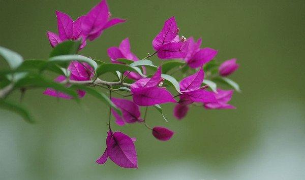 三角梅开花后怎么养