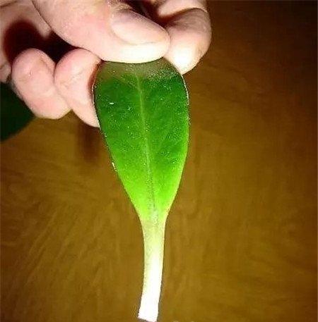 健康叶片 健康叶片