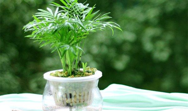 袖珍椰子怎么播种繁殖