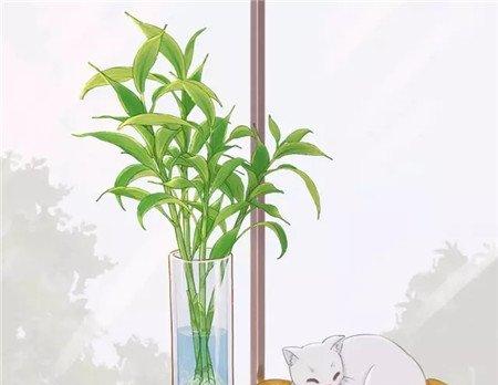 半土半水的富贵竹 半土半水的富贵竹