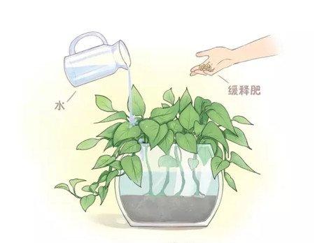绿萝养护 绿萝养护