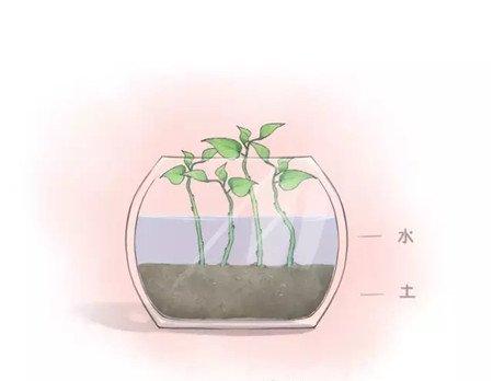 绿萝枝条竖直插入底部的土壤中 绿萝枝条竖直插入底部的土壤中