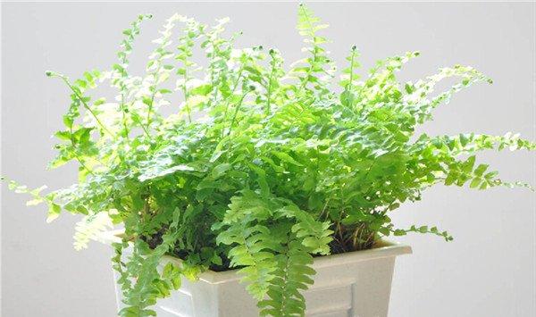 波斯顿蕨的繁殖方法