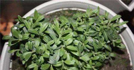 摘心之后的植株