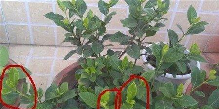 木本植物的摘心方法
