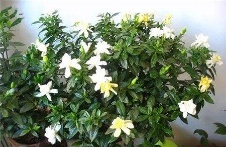适合木本植物的修剪方法