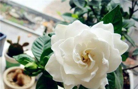 木本植物