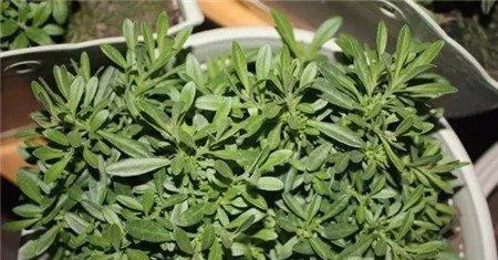 草本植物摘心后