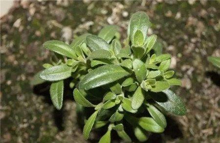 植株生长扦插