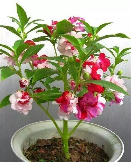 不需要摘心的植物