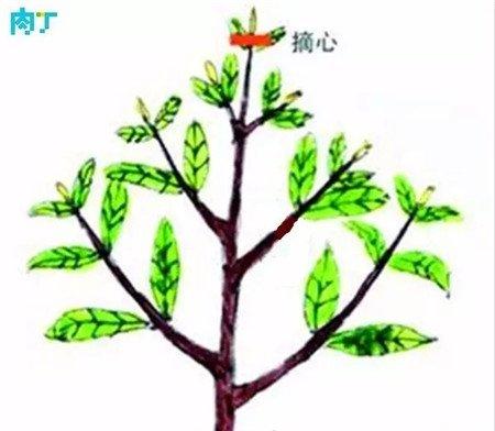 幼小的栀子花